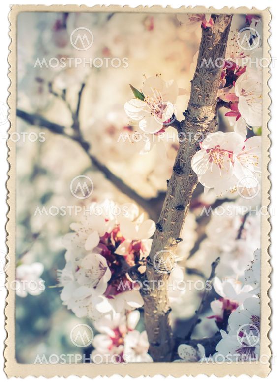 Stylization under Vintage Card with Cherry Blossoming