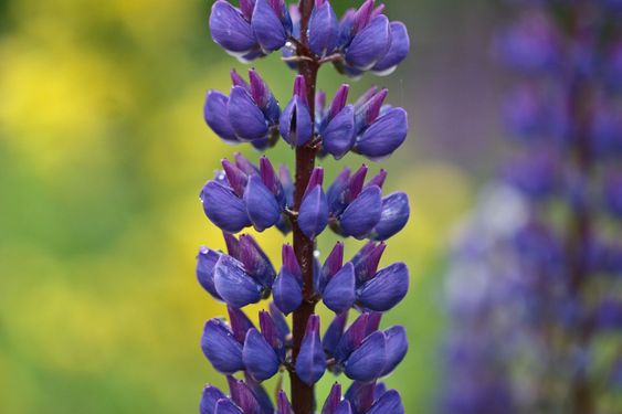 Lupins