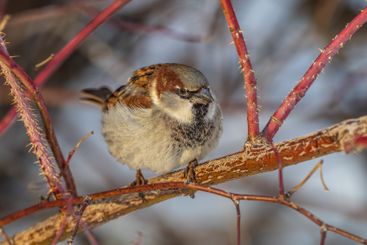 Sparrow sits on a branch without leaves.