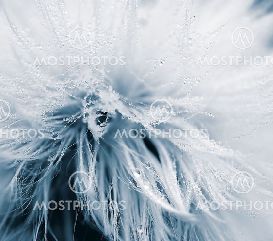 Soft and wet dandelion
