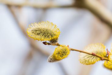 Nature awakes in spring. Blooming willow twigs and furry...
