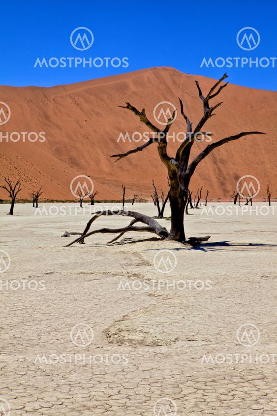 a dead tree in deadvlei namib naukluft park namibia africa