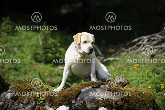 labrador on a trunk