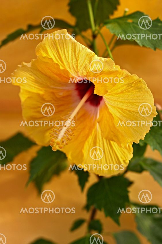 Yellow Hibiscus flower