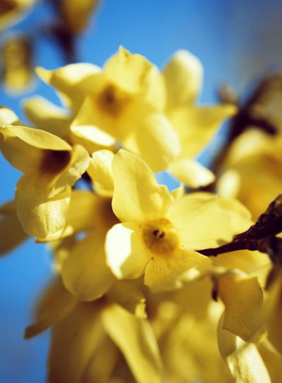 Forsythia europaea background