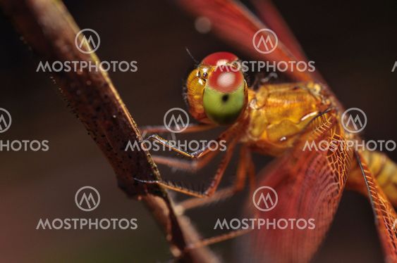 Dragonfly