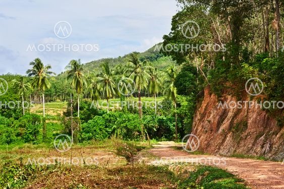 Road Jungle