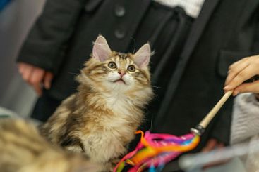 Curious playful kitten with colorful toy, joy, curiosity...