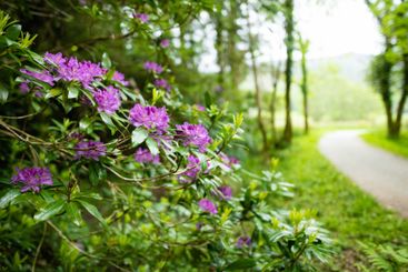 Purple azalea bushes blossoming on a banks on Muckross...