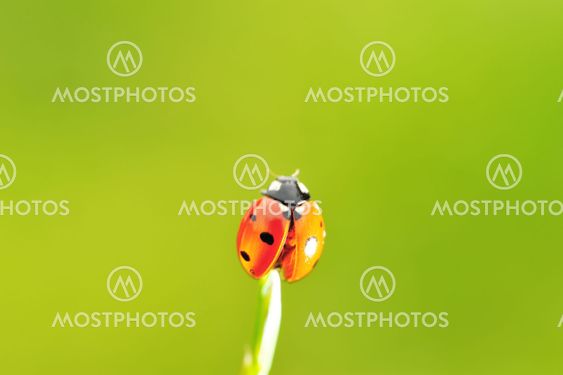 LADYBUG klar til at flyve