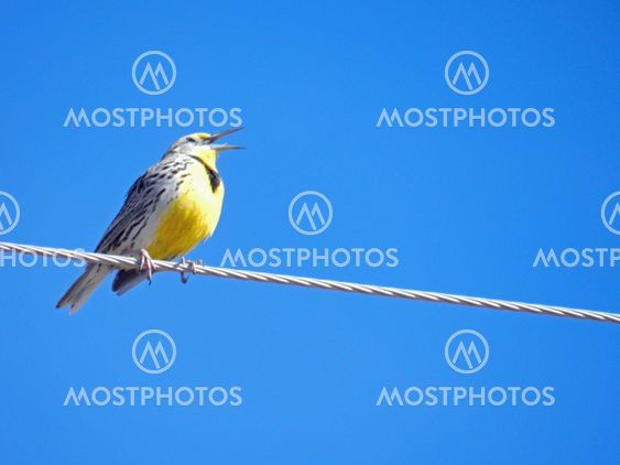 Meadowlark on a wire singing left