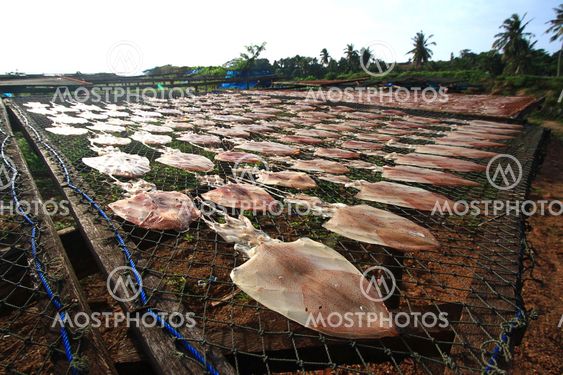 Squid drying in the sun