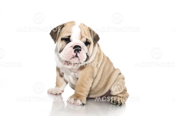 English bulldog puppy isolated