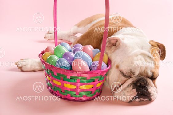 Bulldog with Easter basket.
