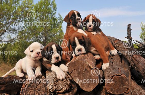 five puppies boxer