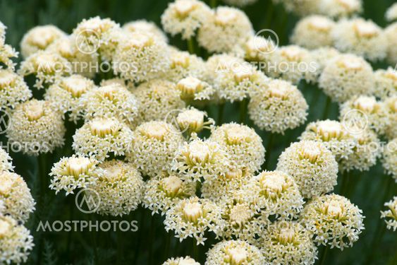 Achillea