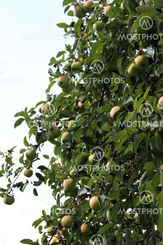 Apple-Tree