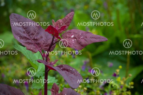 beautiful plant with claret leaves and rain drops