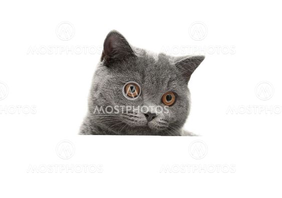 head gray cat close up isolated on white background