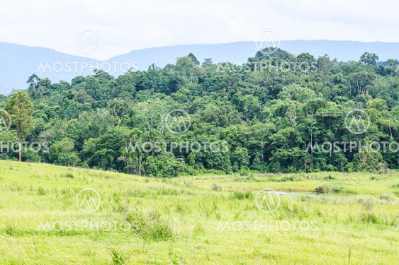 Tropical rain forest in Thailand.