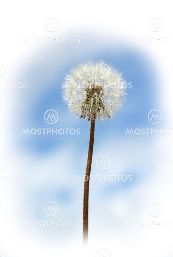 Dandelion on the background of the clouds