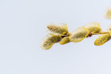 Nature awakes in spring. Blooming willow twigs and furry...