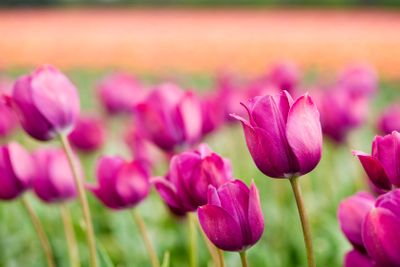 purple tulips