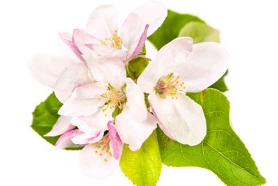 Apple blossom isolated