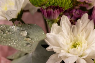 a bouquet of a large number of white flowers for a gift