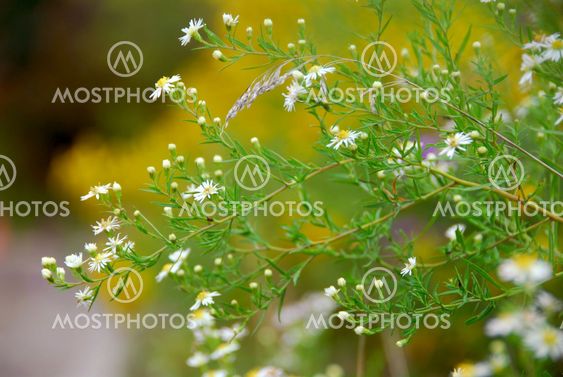 Wild daisies