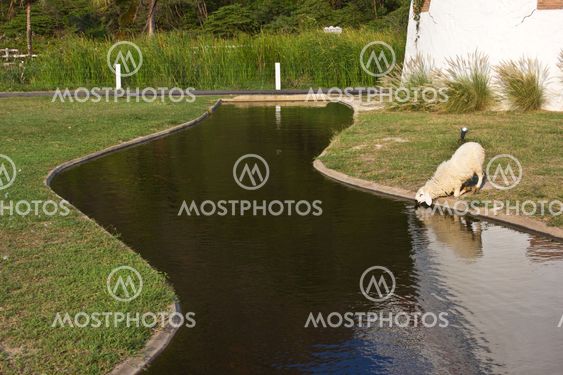 sheep drink water2