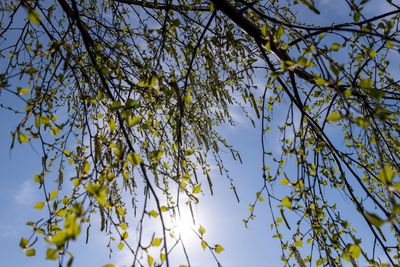 young birch with new green leaves in the spring season