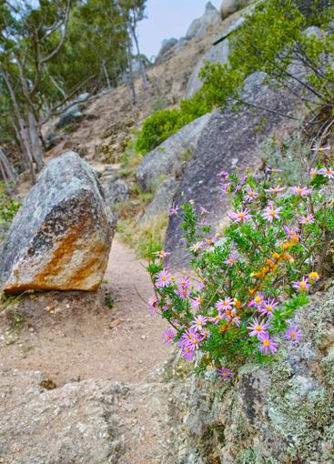 Environment, flowers and daisy in mountain for growth,...