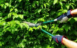 Hecke Schneiden Cut A Hed By Lianem Mostphotos