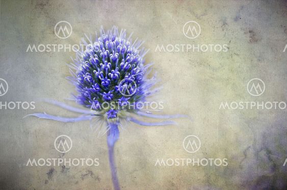 Den blå Thistle