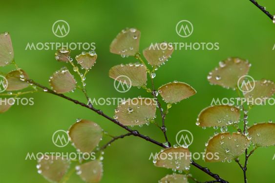Fern plants cover the ground of the natural forest