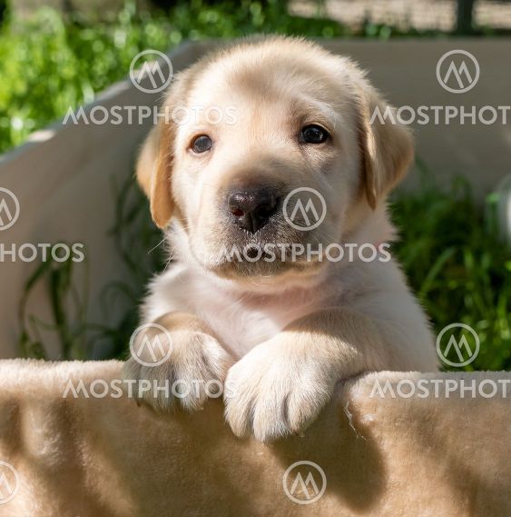 Labrador puppy portrait