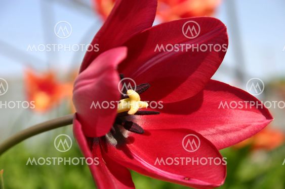 Saints Flower