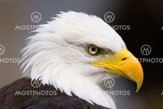 Stolte Eagle