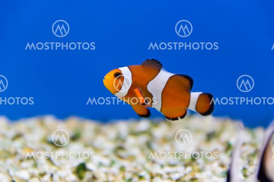 Clown fish