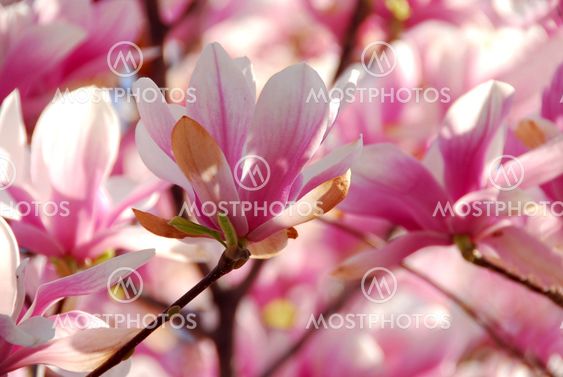 Foran magnolia