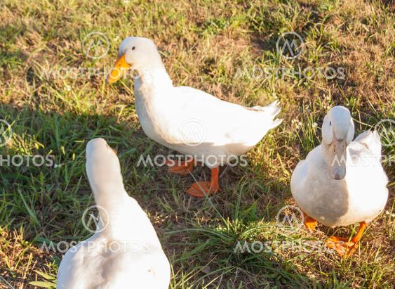 Three Ducks in a Field