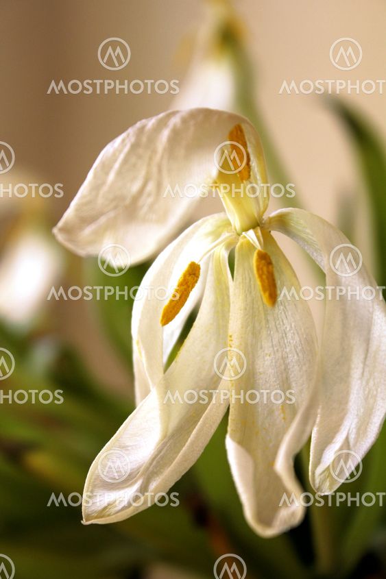sadtulip