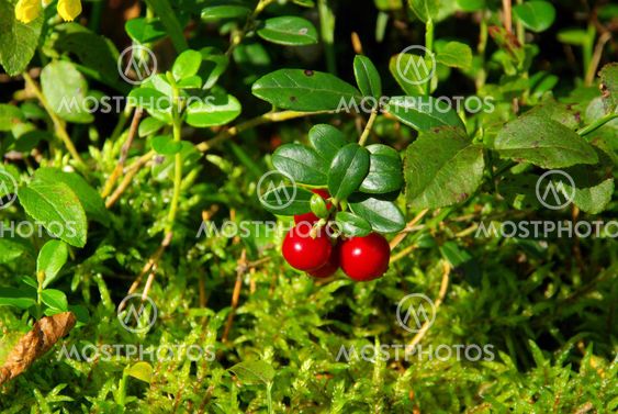 Preiselbeere Pflanze - cowberry plant 04