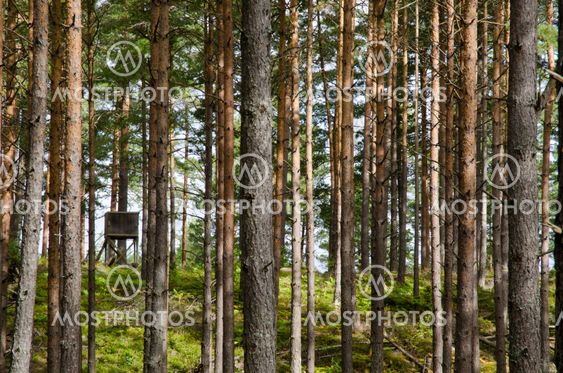 Jakt tornet i en tallskog tre