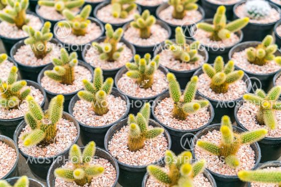 Beautiful small cactus field .
