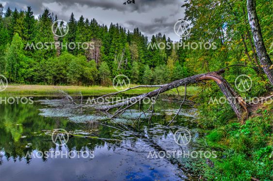 Birch fallen in lake