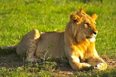 Male Lion