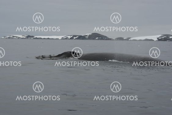A humpback whale in the Southern Ocean-1.