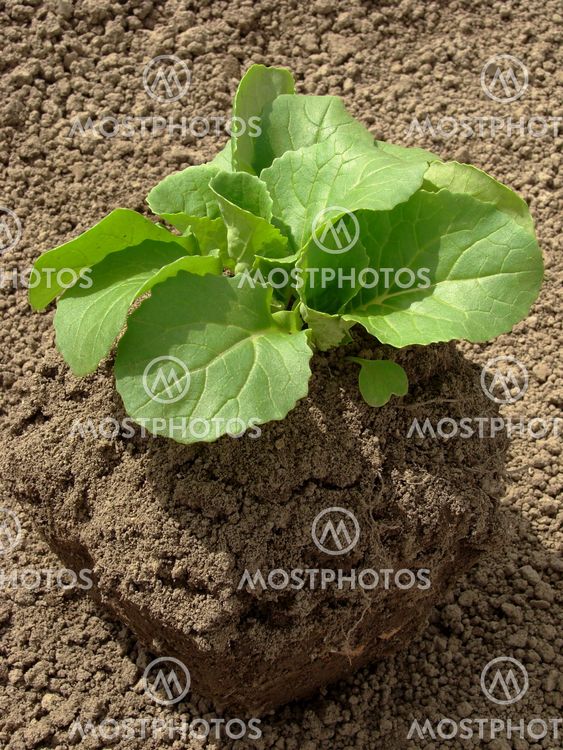 Chinese cabbage seedlings